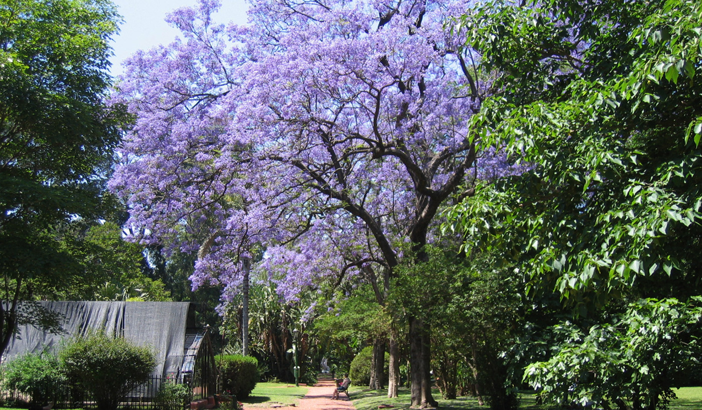 Wide and quiet residential streets shaded by overhanging trees, parks and museums
